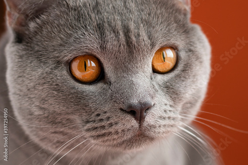 Serious gray cat with yellow eyes. Cat on an orange background