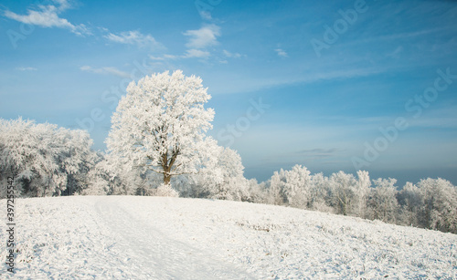 Zimowy pejzaż z ośnieżonymi drzewami. Winter landscape with snow-covered trees.