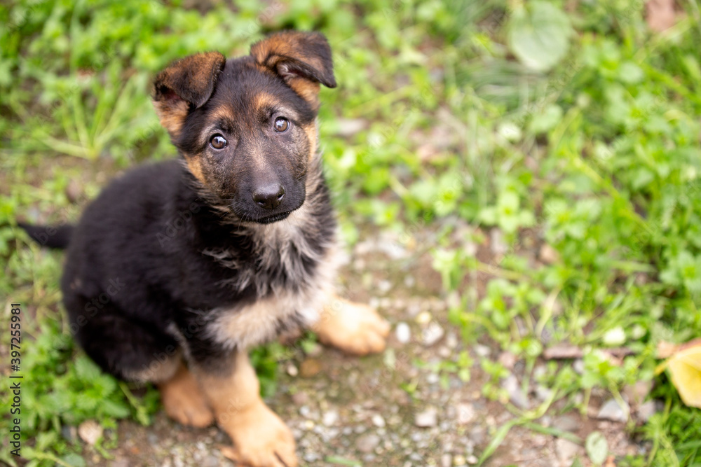 Cute german shepherd puppy playing in the garden Cute german shepherd puppy playing in the garden
