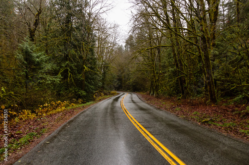 Beautiful View of a Scenic Road in the Green Forest during a rainy fall season day. Taken in Squamish, North of Vancouver, British Columbia, Canada.