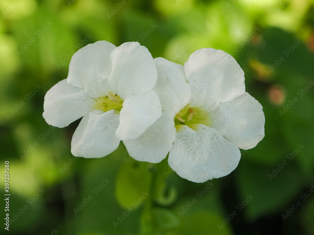 Park flowers and blurred background Park flowers and blurred background