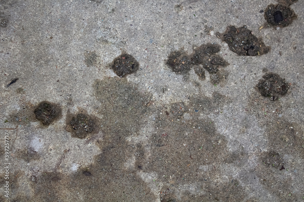Traces of cat's paws on the concrete surface on the street 