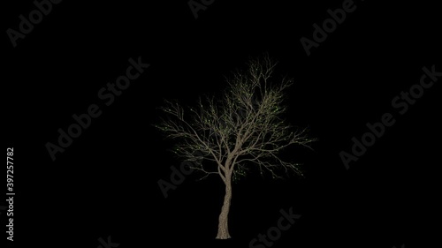 Apple Tree timelapse growing, against black background