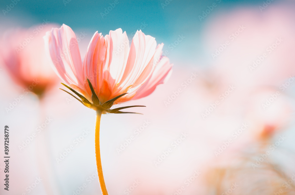 Beautiful cosmos flowers are blooming in the garden with vintage tones for background