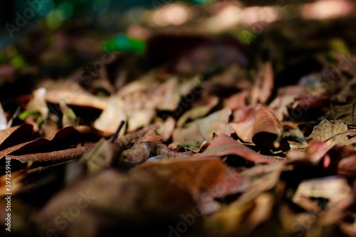 Colección naturaleza y luces