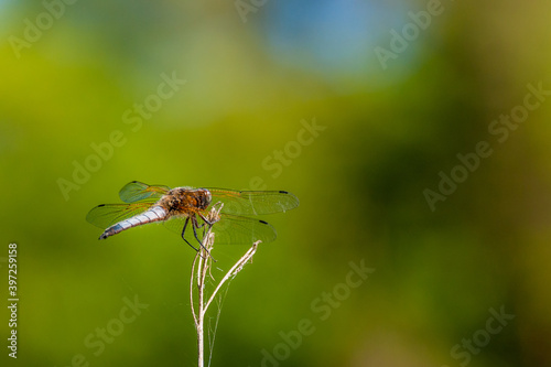 Dragonfly with green and blue background