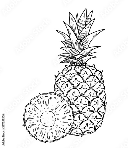 Composition of a whole pineapple and a half cut of fruit on a background. Black outline image on a white background. Doodle style.