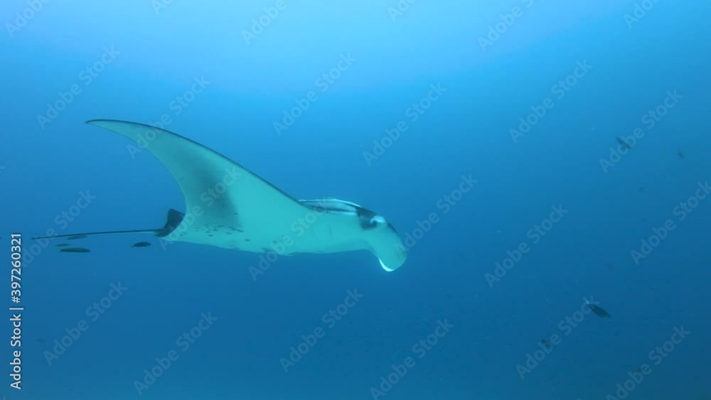 Manta ray smoothly gliding in the blue ocean, underwater footage, Maldives, South Ari Atoll. Manta ray smoothly gliding in the blue ocean, underwater footage, Maldives, South Ari Atoll.