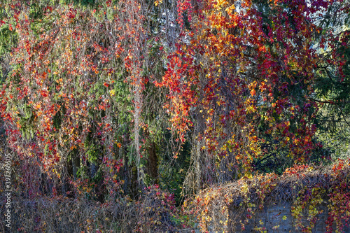 Couleurs d'automne dans la forêt