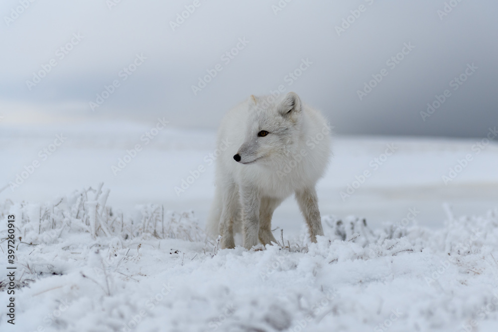Obraz premium Arctic fox in winter time in Siberian tundra