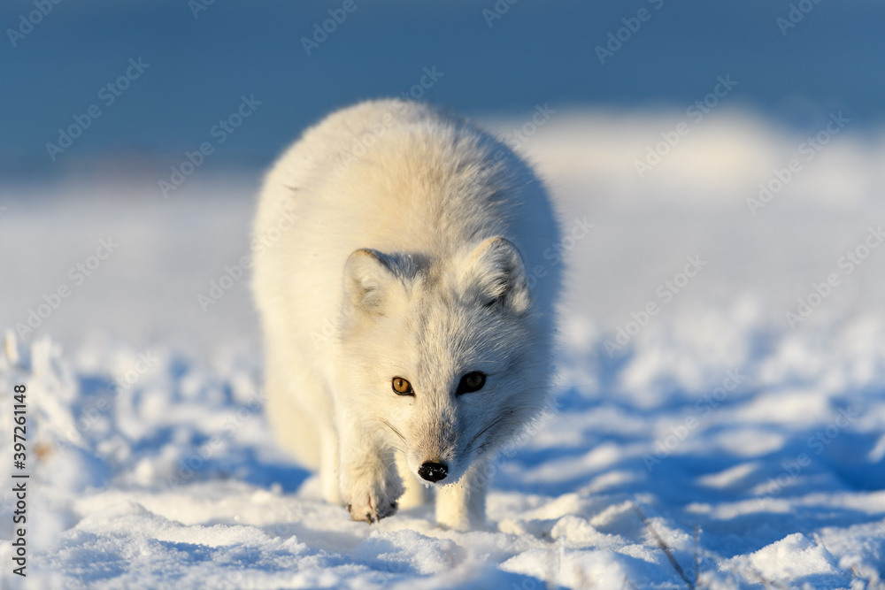 Arctic fox in winter time in Siberian tundra close up. Arctic fox in winter time in Siberian tundra close up.