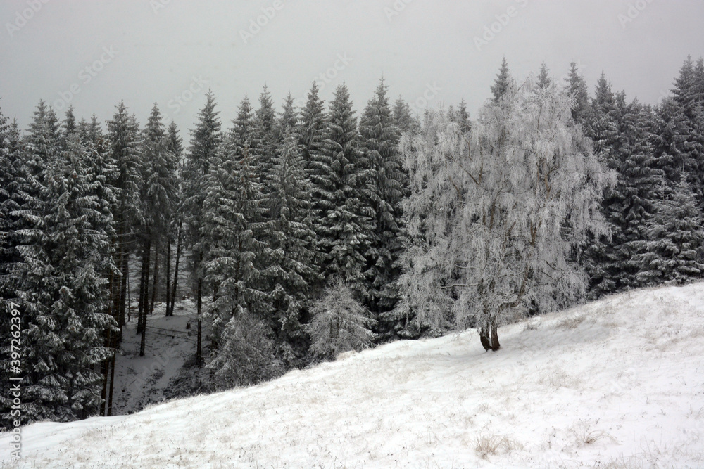 winter forest in the snow winter forest in the snow