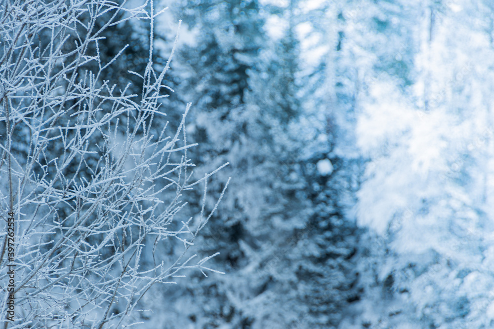 Snow trees on hillside. Fairy forest with frost on branches of pine trees. Winter dark and misty forest on the hillside Snow trees on hillside. Fairy forest with frost on branches of pine trees. Winter dark and misty forest on the hillside