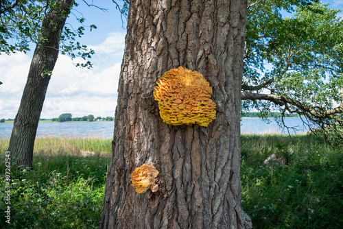 Schwefelporling,Laetiporus sulphureus photo