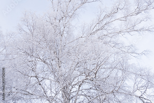 Snow trees in soft pink haze. Winter forest in early morning with frost on branches.