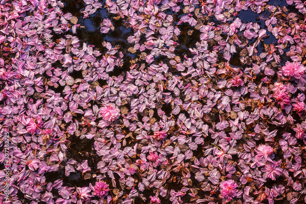 Fallen sakura (japanese cherry) blossom in water, beautiful pink petals and flowers, natural abstract floral background, the end of spring concept Fallen sakura (japanese cherry) blossom in water, beautiful pink petals and flowers, natural abstract floral background, the end of spring concept