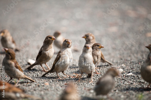 A flock of gray brown sparrows on gravel