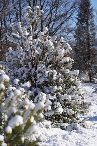 Fototapeta Naklejka Na Ścianę i Meble -  Young Spruce Tree covered with snow in mountains