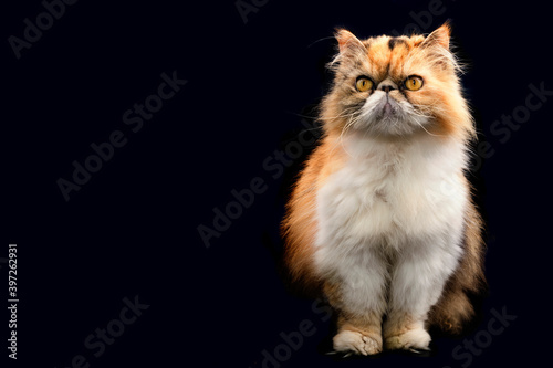 Lolita, Persian cat with yellow eyes isolated on black background. © Stefan Lambauer