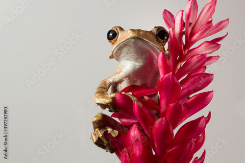 frog on a white background, Polypedates otilophus closeup on red flower with grey background photo