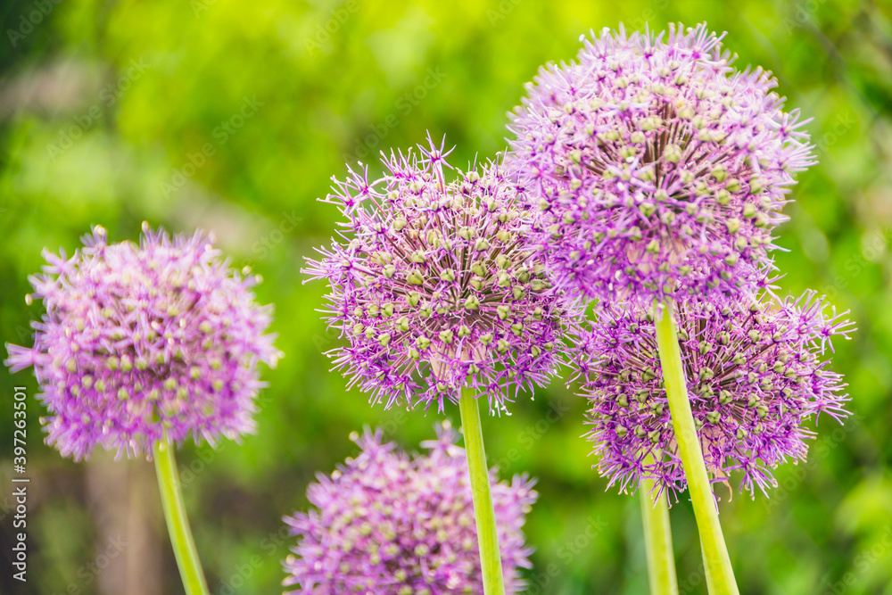 Fototapeta premium Purple wild onion blossoms in green valley