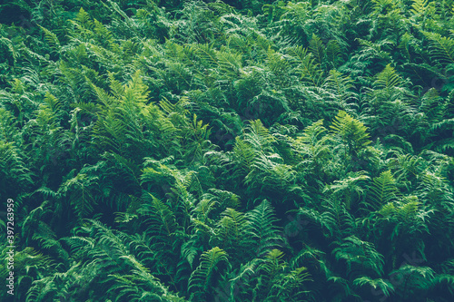 Fototapeta Naklejka Na Ścianę i Meble -  Thickets of fern. Green leaf cover in rainforest. Scenic natural texture of fern leaves.