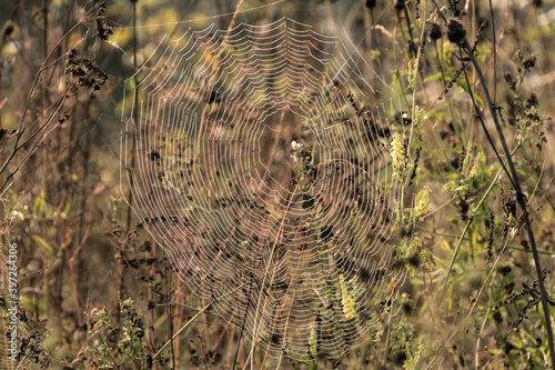 Cobwebs on dry grass on sunny day. Mystical atmosphere in early morning.