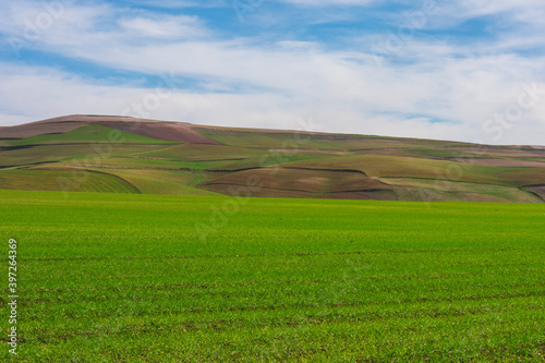 Green wheat field, Wheat field and countryside scenery, In the background is a hill, clouds and a blue sky, Spring semester in the state of Mila, Algeria