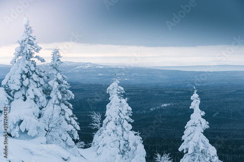 Frozen fir trees on the mountainside. Snow forest under a cloudy winter sky. Trees covered with hoarfrost and snow in mountains