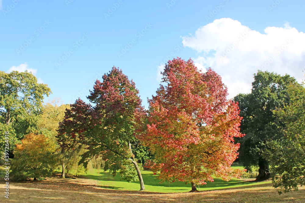 Naklejka premium Autumn tree in a park
