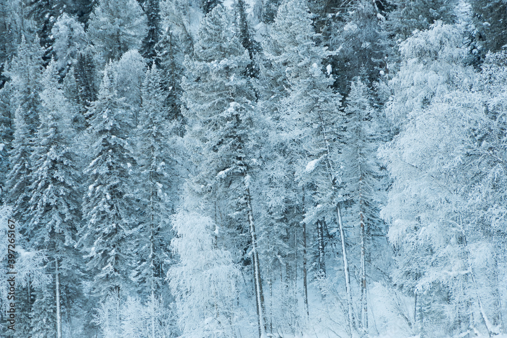 Fototapeta premium Snow trees on hillside. Fairy forest with frost on branches of pine trees. Winter dark and misty forest on the hillside