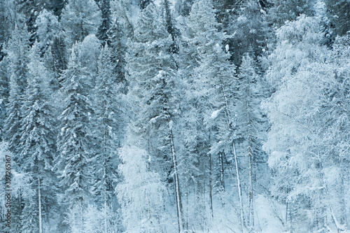 Snow trees on hillside. Fairy forest with frost on branches of pine trees. Winter dark and misty forest on the hillside