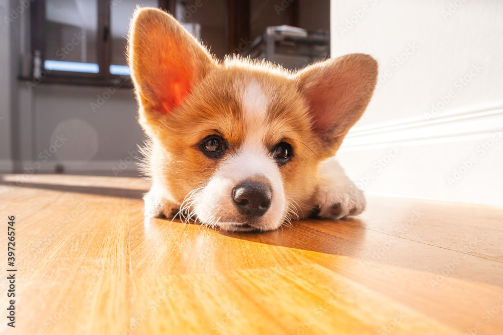 Welsh corgi pembroke puppy laying at home. Light effect. Animal safety. World Pet Day. Concept image for veterinary clinics, sites about dogs[