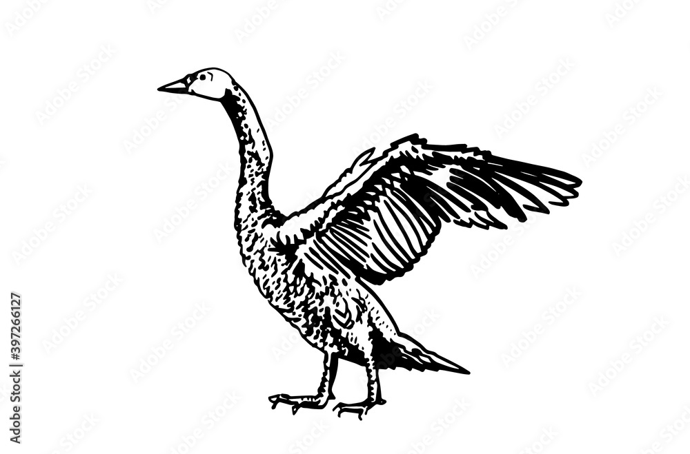 Vector hand-drawn swan isolated on white, illustration Vector hand-drawn swan isolated on white, illustration