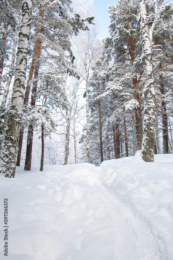 Dense snow forest on cloudy day. Branches of pine trees in cold frost. Cold winter in taiga. Dense snow forest on cloudy day. Branches of pine trees in cold frost. Cold winter in taiga.
