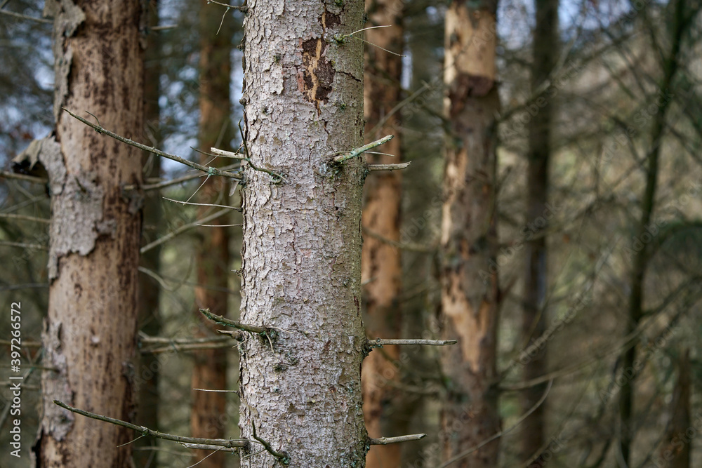 Wald Landschaft im Detail mit einer Mischung aus unterschiedlichen Bäumen und sichtbarem Hintergrund in Form einer Weide Wald Landschaft im Detail mit einer Mischung aus unterschiedlichen Bäumen und sichtbarem Hintergrund in Form einer Weide