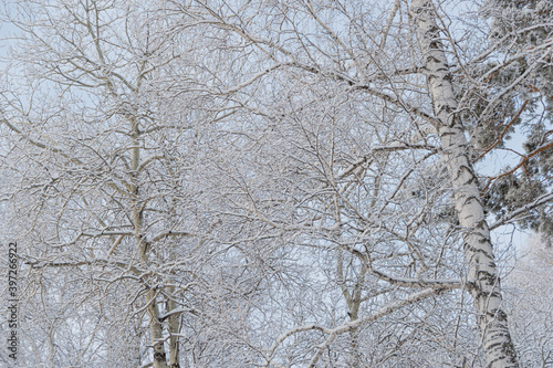 Bare branches of trees without leaves. Snow and frost on bushes in winter forest