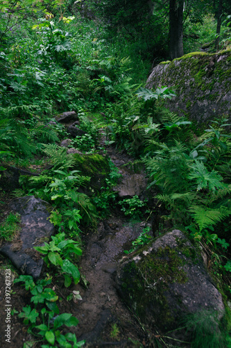 Forest dirt trail in green forest. Hiking in wild