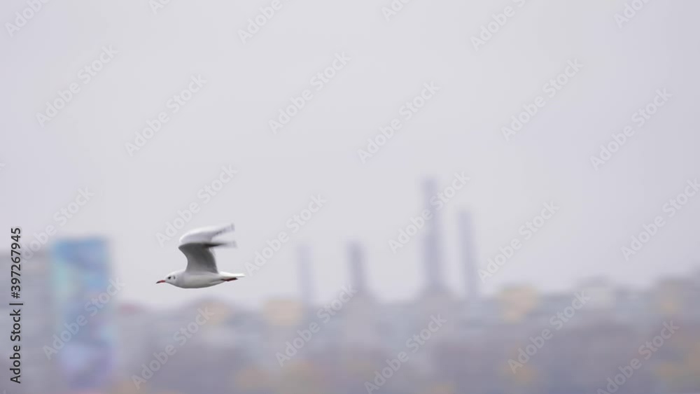 Flying seagull above the winter river, slow motion 120fps Flying seagull above the winter river, slow motion 120fps