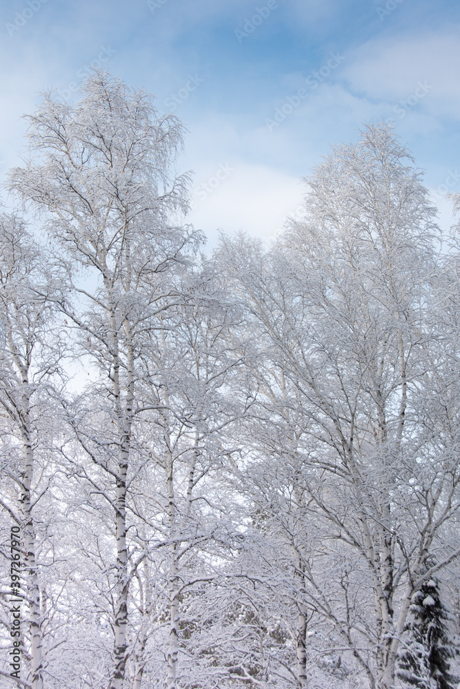 Cold weather in winter forest. Branches of trees are covered with snow and frost. Cold weather in winter forest. Branches of trees are covered with snow and frost.
