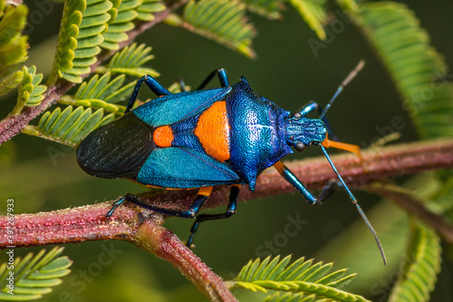 Florida Predatory Stink Bug (Euthyrhynchus floridanus) photo