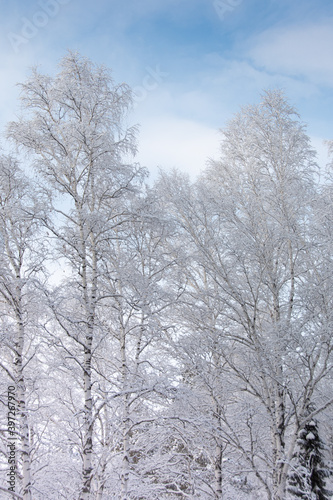 Cold weather in winter forest. Branches of trees are covered with snow and frost. © Koirill