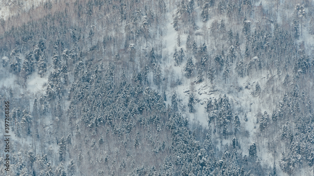 Gentle hills covered with forest and snow, winter mountain valley