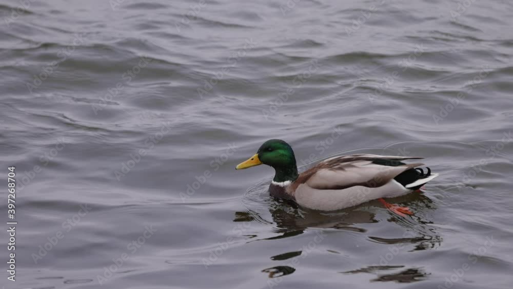 Swimming duck on the winter water, slow motion at 120fps Swimming duck on the winter water, slow motion at 120fps
