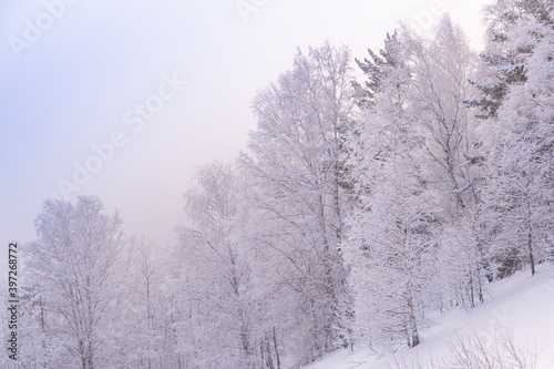 Snow trees in soft pink haze. Winter forest in early morning with frost on branches.