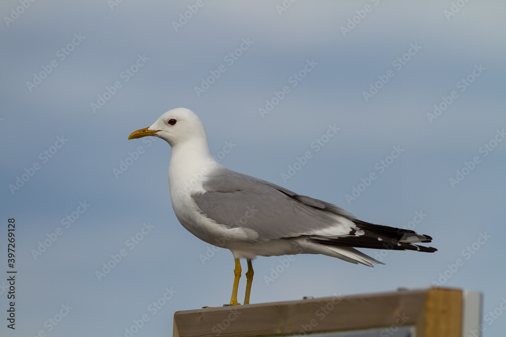 larus canus, seagull perched on wood with blue background larus canus, seagull perched on wood with blue background