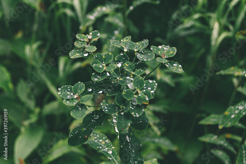 Dew drops on green leaves. Raindrops on broad leaves in dark forest