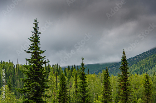 Tops of trees in background hills and clouds. Pine forest in mountain valley. Beauty world mountain landscape on the blue sky
