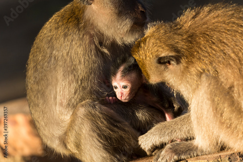 Gray macaques are wild animals that are easily found by tourists in the Baluran National Park area, Situbondo, East Java.