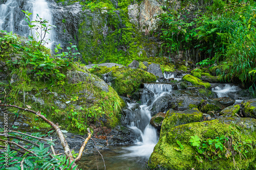 Fototapeta Naklejka Na Ścianę i Meble -  Forest stream in rainforest. Waterfall among mossy rocks and greenery. Mountain river on summer day. Nature landscape with  cascades of mountain creek among lush thickets in forest.